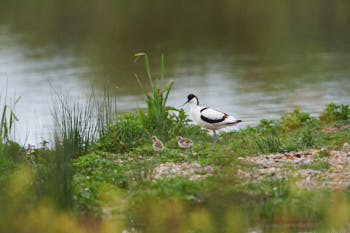 Faune des marais<br>NIKON D4, 850 mm, 1250 ISO,  1/1250 sec,  f : 8 